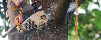 Best Utility Line Clearance  in Fountain Inn, SC