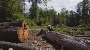 How Our Tree Care Process Works  in  Fountain Inn, SC