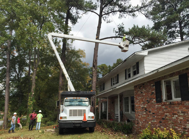 Best Stump Grinding and Removal  in Fountain Inn, SC