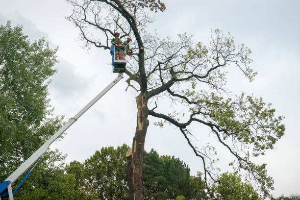 Best Tree Health Inspection  in Fountain Inn, SC