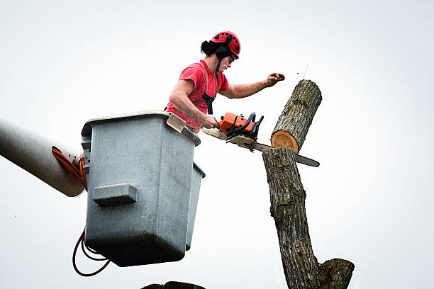 Trusted Fountain Inn, SC Tree Care Experts