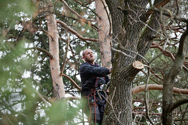 Best Tree Removal  in Fountain Inn, SC