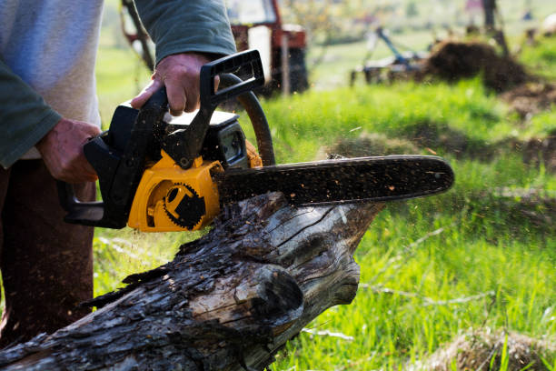 Best Firewood Processing and Delivery  in Fountain Inn, SC